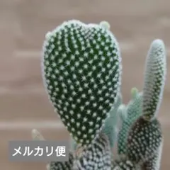 多肉植物 バニーカクタス カット苗 - メルカリ