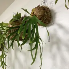 Lecanopteris KP9 - メルカリ