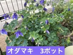 オダマキ苗　3ポット　ブルーのサムネイル