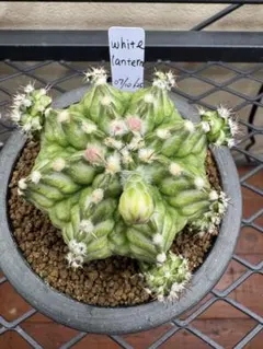 Gymnocalycium mihanovichii 棘無 綴化 - メルカリ