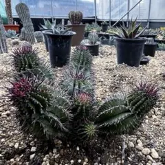 2026年最新】ゼブラホリダの人気アイテム - メルカリ