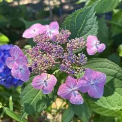 紫陽花　ガクアジサイ　オーガニック　苗 ガクアジサイ 紫陽花 オーガニック 苗 | Mercari