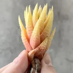 2026年最新】ハオルチアオブツーサ錦の人気アイテム - メルカリ