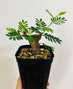 【実生】センナ　メリディオナリス　★鉢付きのサムネイル