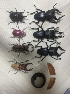 いきもの大図鑑　まとめ売り　クワガタ1 ギラファノコギリクワガタ含む