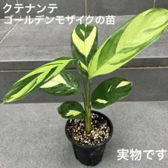 クテナンテ ゴールデン モザイクの苗