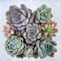 多肉植物　カット苗詰め合わせ　寄せ植えセット