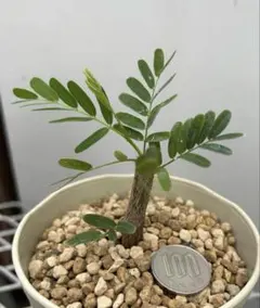 サルナシ ファントム 苗 現品 ポットごと | Mercari