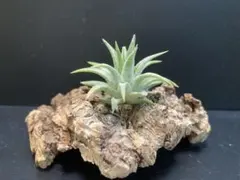 Tillandsia Mayan Totem Pole 速達発送 Tillandsia Myan Totem Pole 速達発送 - メルカリ