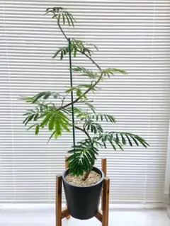 【美品】大型 鉢カバー ペルナ 10号鉢用 こげ茶 バスケット 観葉植物 美品】大型 鉢カバー ペルナ 10号鉢用 こげ茶 バスケット 観葉植物