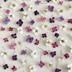 アリッサム 150輪＋α カラフル❀︎ドライフラワー❀︎ 小花