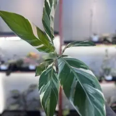 2025年最新】ムサノノピンクバナナの人気アイテム - メルカリ