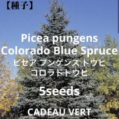 20cm/ブルーバードとネイティブ実ものHolidayリース/プンゲンストウヒ 千日紅のハートフルリース | Hanaka Online Shop