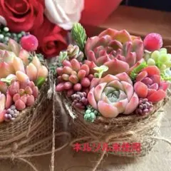 6センチジフィーポット♡多肉植物寄せ植え♡そのまま飾れる♡韓国苗