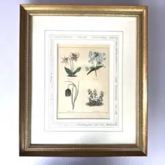 ボタニカルアート 額装品 植物画