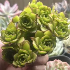 ②多肉植物／アエオニウム ／翡翠瑠璃／抜き苗／群生／第四種郵便