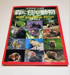 森に住む動物 = Wild Animals in Forest