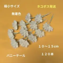 ラグラス　バニーテール　極小サイズ　無着色　１２０本のサムネイル