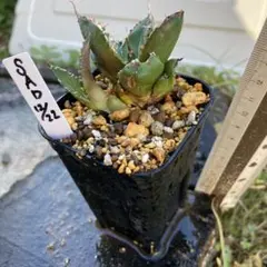 2026年最新】アガベ インドネシアの人気アイテム - メルカリ