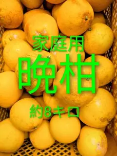 不知火（デコポン）ハウス物 熊本県産 食べきりサイズ - メルカリ