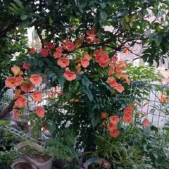 ばばば様 リクエスト 3点 まとめ商品