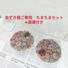 ちまちま2セット　あずき様ご専用　速達付き