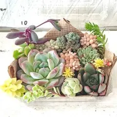 多肉植物 カット苗 No.1338 寄せ植えセット　カット苗セット　多肉弁当 ⑩
