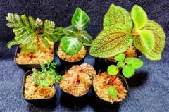 2026年最新】ボルビティスの人気アイテム - メルカリ