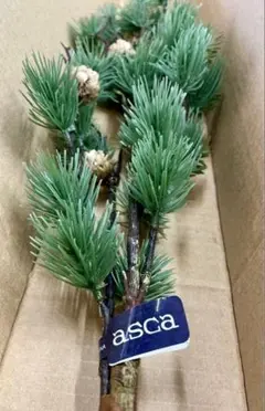特価　美品　アスカ　 造花　ナチュラル　松(実付き) 3本