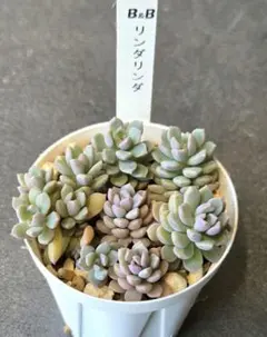 【 リンダリンダ 】カット苗 ぼのぼのさん 多肉植物のサムネイル