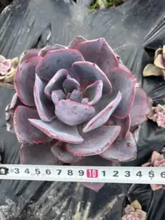 ふうりん様 リクエスト 2点 まとめ商品