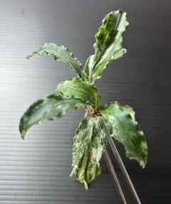 2026年最新】ブセファランドラ 斑入りの人気アイテム - メルカリ