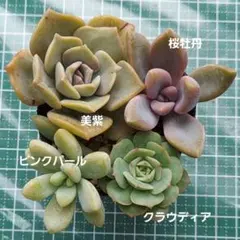 mayb様 リクエスト 2点 まとめ商品