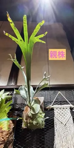 ビカクシダ P. willinckii white rose sporeling - メルカリ