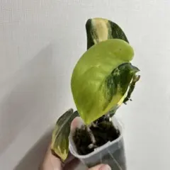 hirary様 リクエスト 3点 まとめ商品