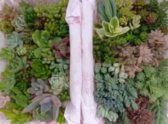 多肉植物 カット苗 2パック詰め合わせ✩.*{グラプトペダルム•}2 訳あり