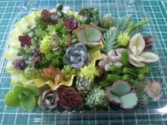 2.多肉植物　寄せ植えセット　セダムカット苗セット　パープルヘイズ　おもち入りのサムネイル