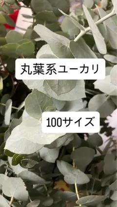 ユーカリ ポポラスベリー 枝葉 フレッシュ スワッグ　 100サイズ ユーカリ ポポラスベリー 枝葉 フレッシュ スワッグ 100サイズ - メルカリ