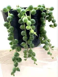 多肉植物　グリーンネックレス(抜き苗)