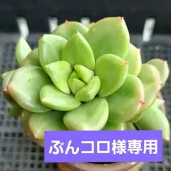 ぶんコロ様 リクエスト 4点 まとめ商品