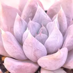 2026年最新】優木園の人気アイテム - メルカリ