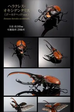 生き物大図鑑アドバンス　ヘラクレス・オキシデンタリス（ゴールド）