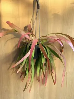 pa-puL様 リクエスト 2点 まとめ商品