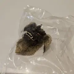 ゴジラ 一番くじ ヘッドマグネット キングシーサー