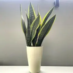 산세베리아 라우렌티 라지 약 60cm
