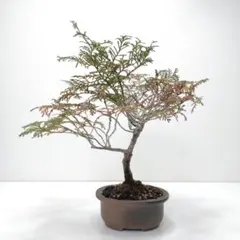 盆栽 『磯山椒』 インテリア オブジェ 観葉植物 ガーデニング 送料無料