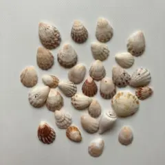 ９３天然の貝がら（長崎産自然）シーグラスアートアクセサリーパーツ　インテリア