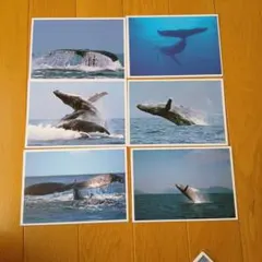 クジラ フォトカード 6枚セット