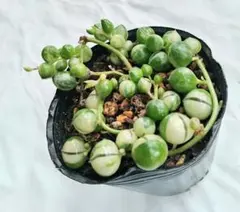 多肉植物＊斑入りグリーンネックレス＊抜き苗発送