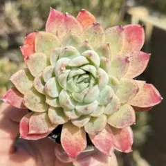 多肉植物抜き苗 レッドベルベット - メルカリ